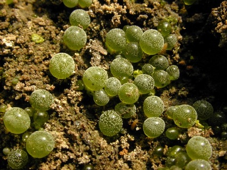 Почвенные водоросли. Botrydium granulatum. Ботридиум водоросль. Botrydium granulatum-шаровидная водоросль. Эдафофильные водоросли.